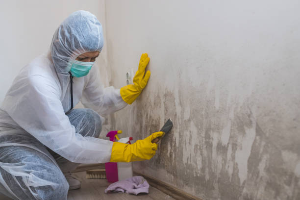 Best Asbestos and Lead Testing During Mold Inspection  in Centerport, NY