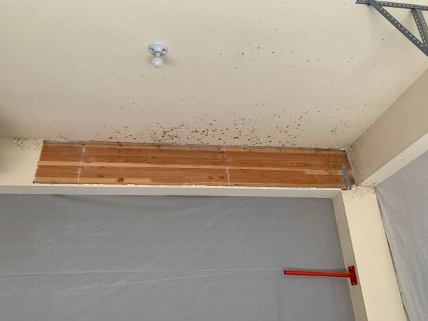 Best Emergency Mold Remediation  in Centerport, NY