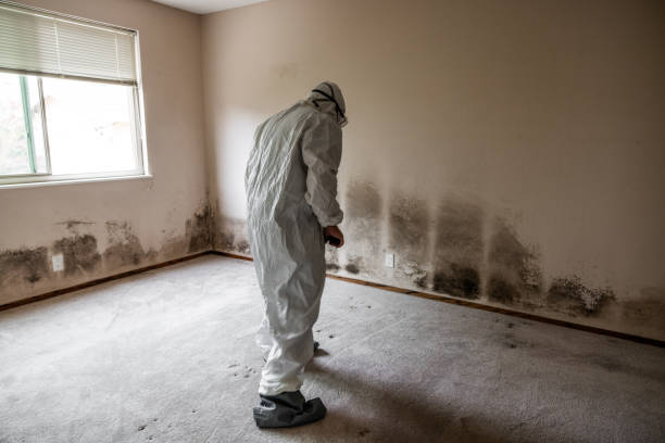 Environmental Consulting for Mold Prevention in Centerport, NY