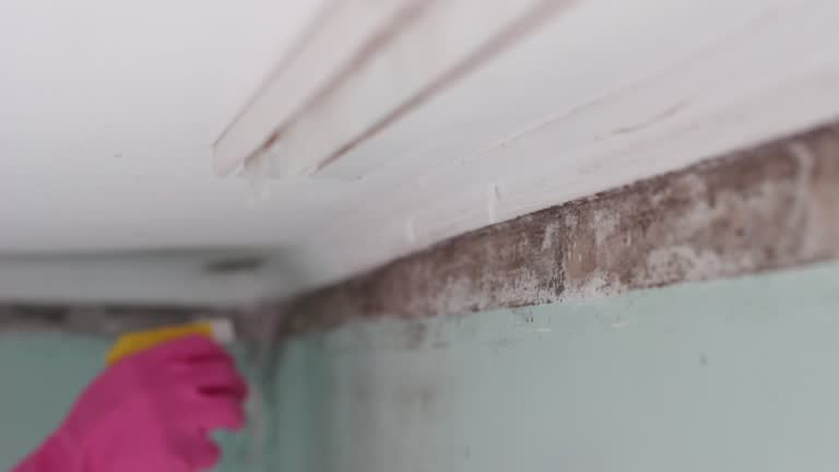  Centerport, NY Mold Removal Pros